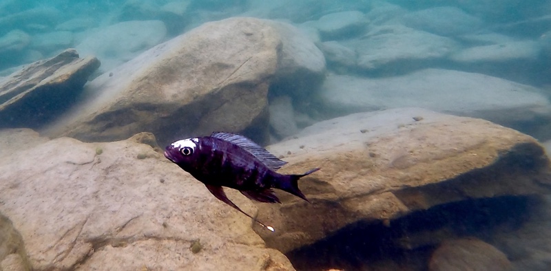 Ophthalmotilapia sp. 'whitecap' Mabilibili